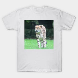 Cheetah 011 T-Shirt